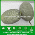 NSM07 Huishen Guangzhou chinesische Gemüsesamen für offene Feld süße Melone